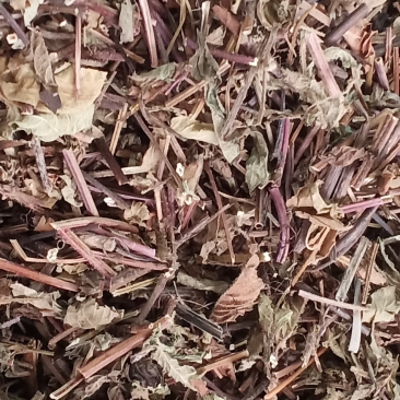 凉粉草