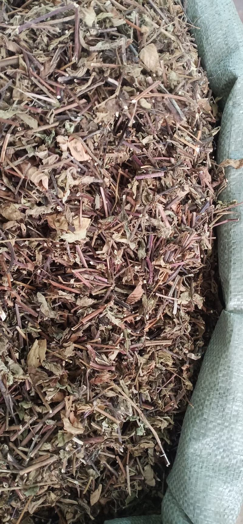 凉粉草
