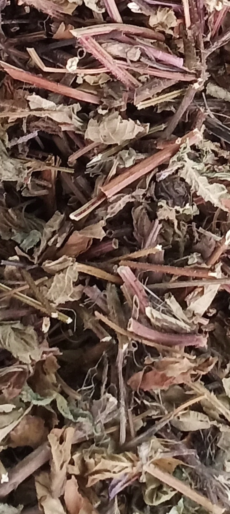 凉粉草