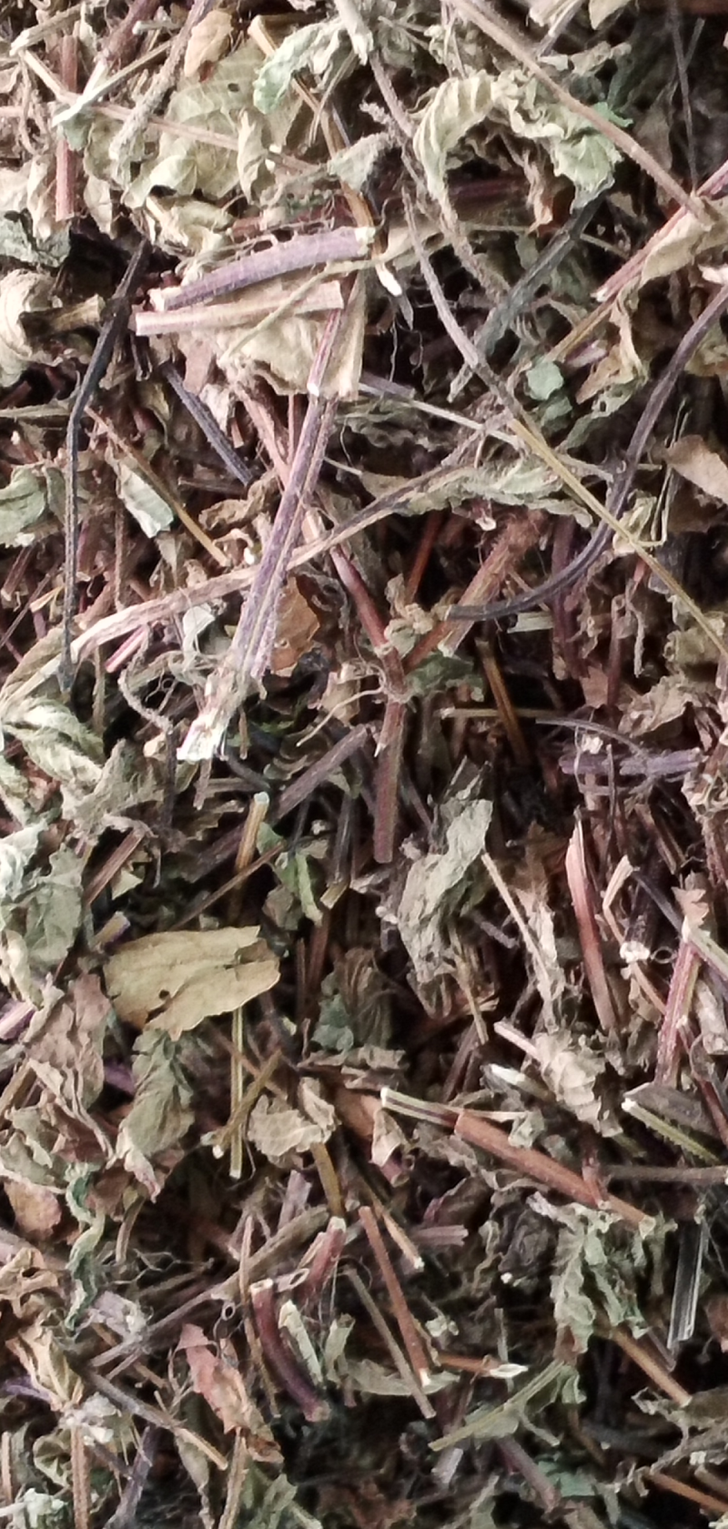 凉粉草