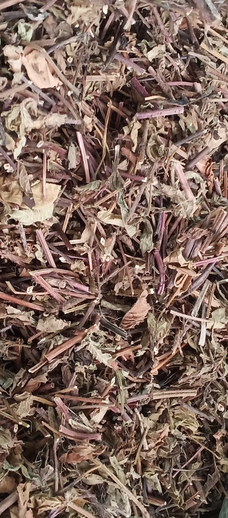 凉粉草