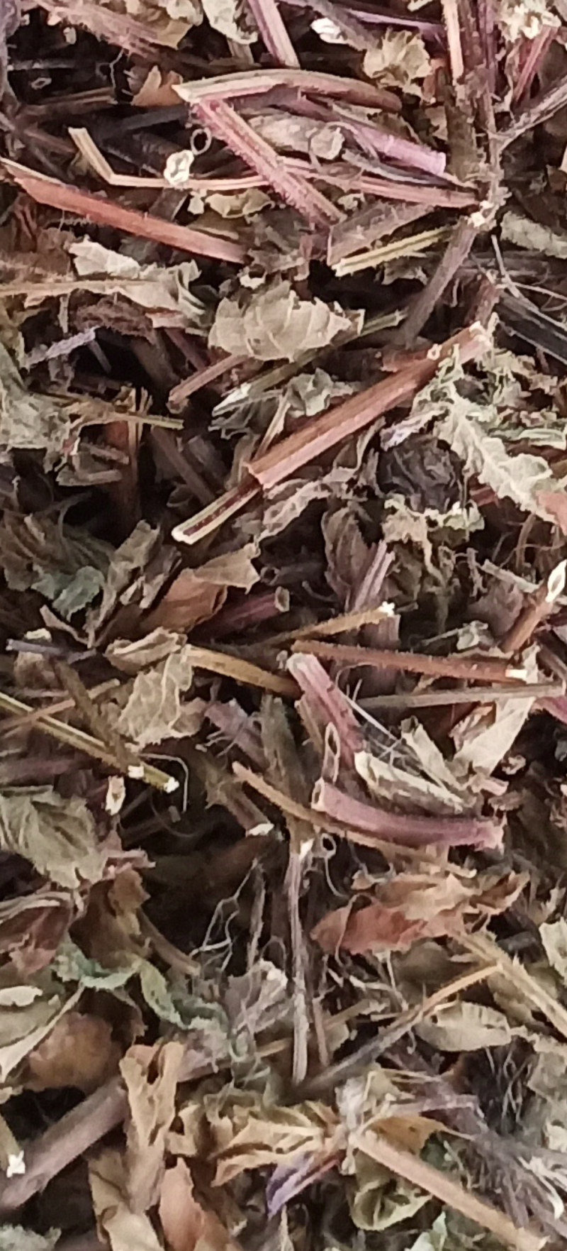 凉粉草