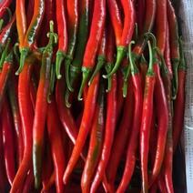 红辣椒，大型基地种植福建基地种植，产地一手货源，期待合作
