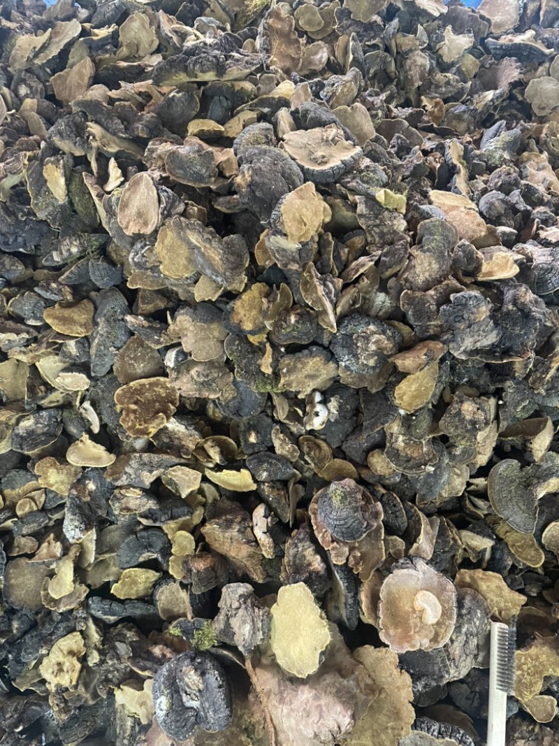 桑黄西藏岩桑桑黄桑树桑黄紫油黄大货批发一手货源