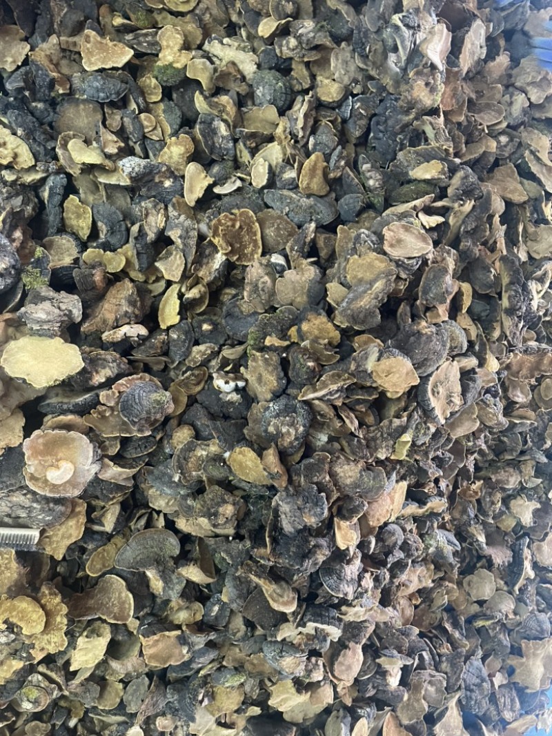 桑黄西藏岩桑桑黄桑树桑黄紫油黄大货批发一手货源