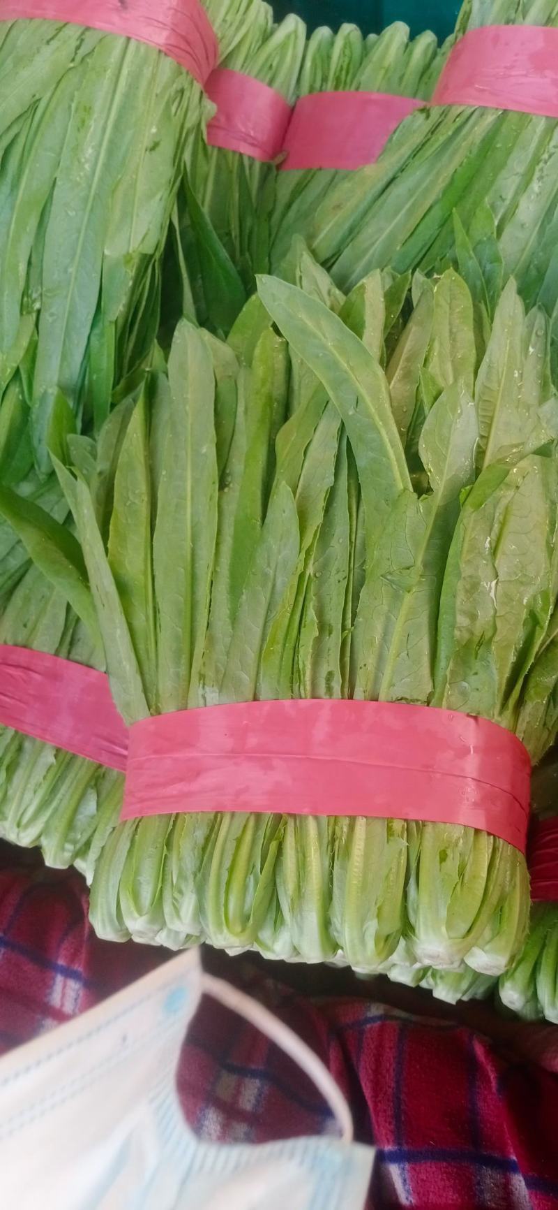 油麦菜一年四季供应有大棚质量可靠可发全国