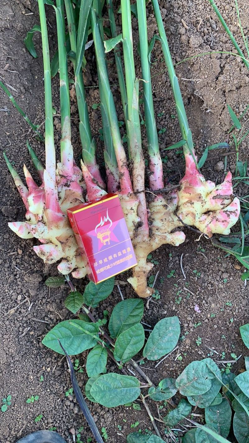 贵州安顺黄果树精品生姜