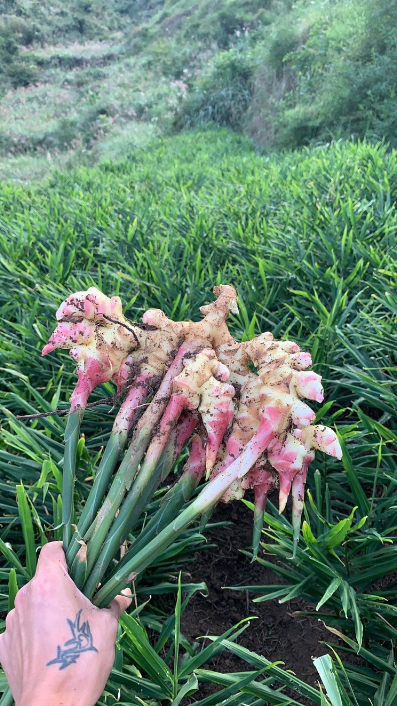 贵州安顺黄果树精品生姜