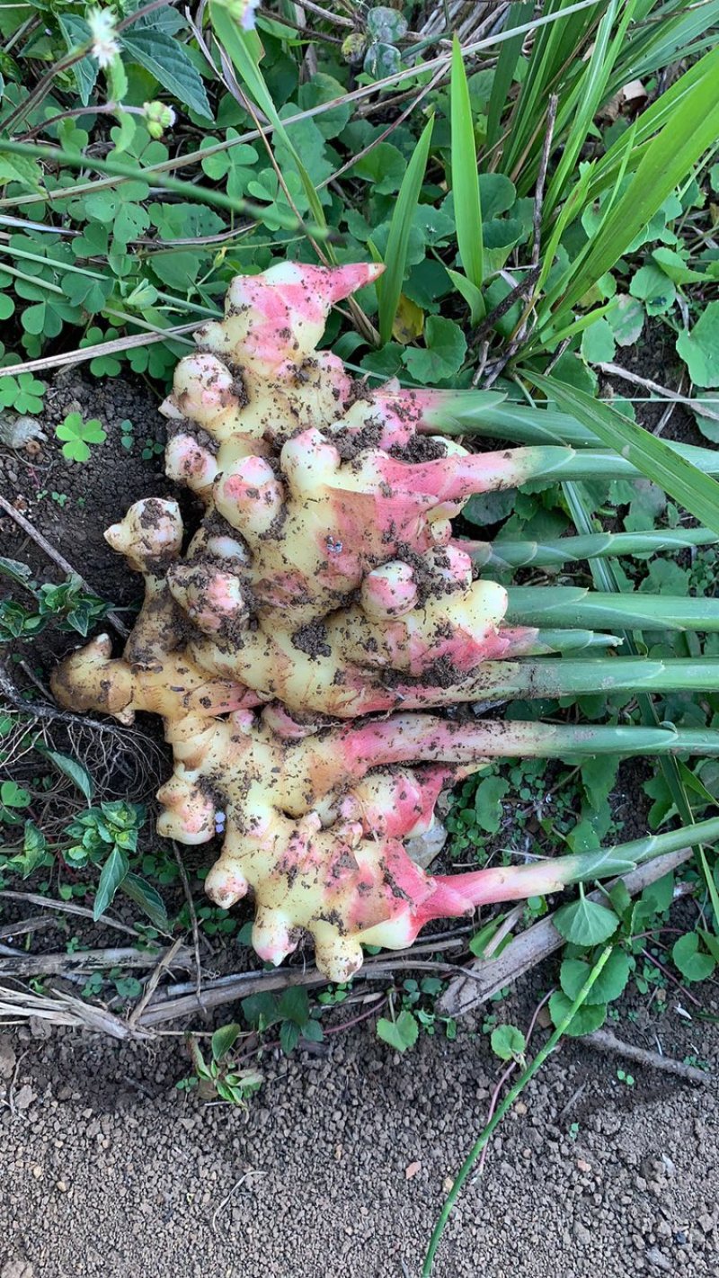 贵州安顺黄果树精品生姜