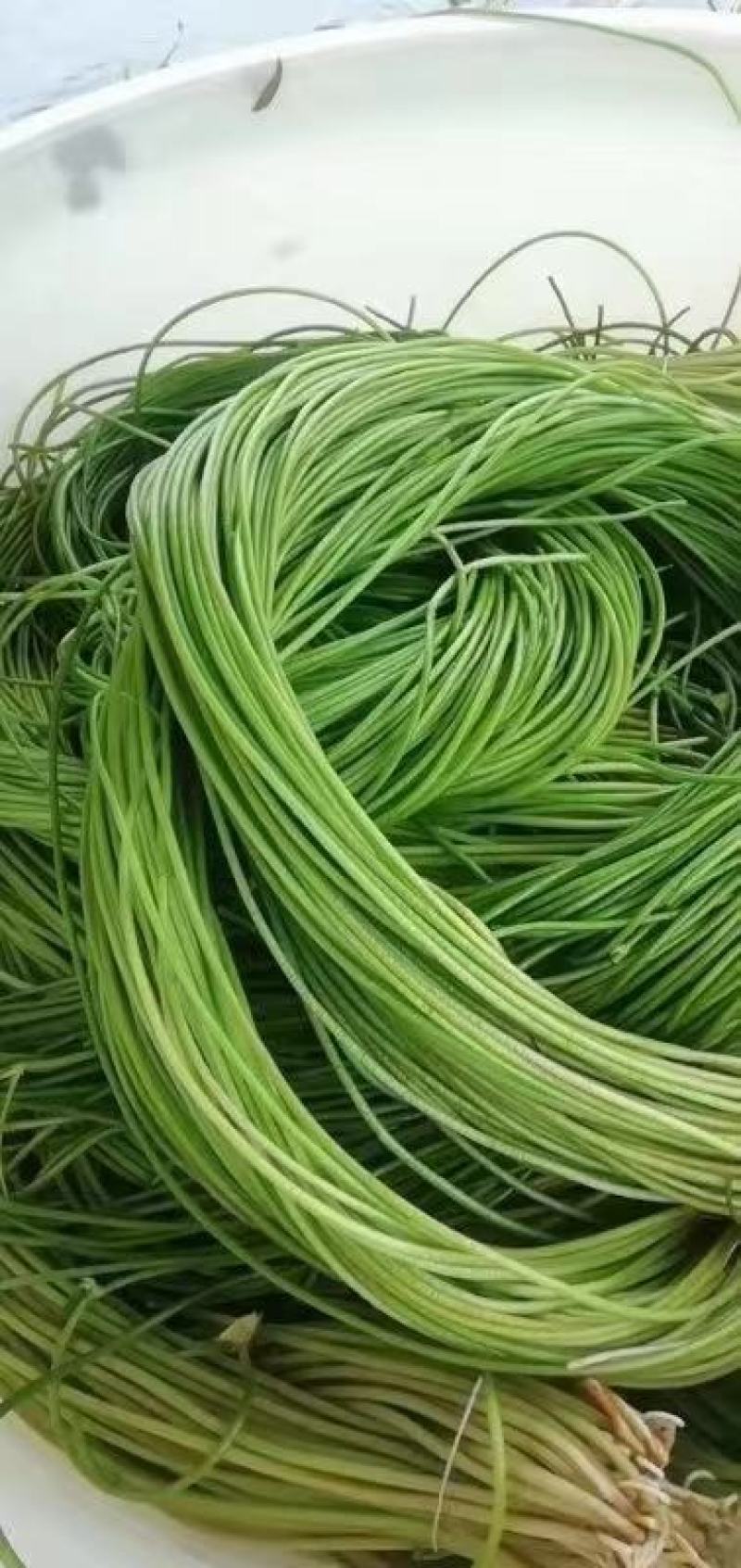 野莲菜，每天新鲜采摘，欢迎你在一亩田合作