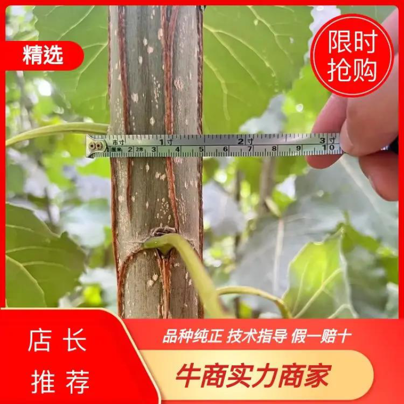 南林3412无絮杨，南林3804无絮杨及种段