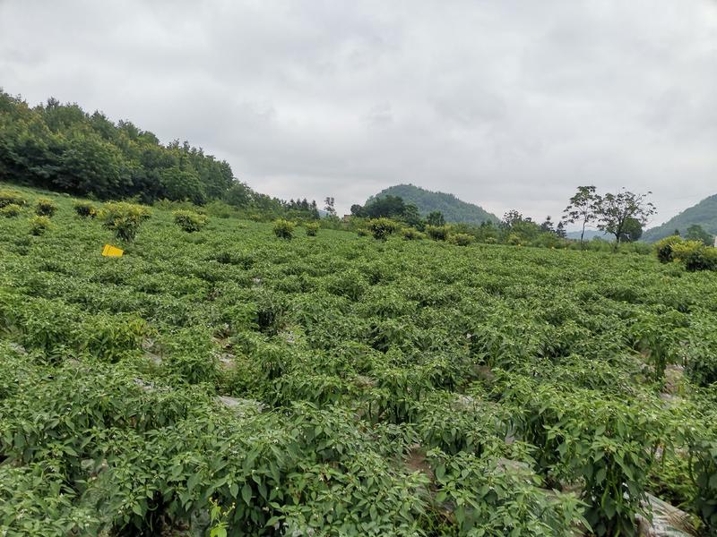 二荆条辣椒15~20厘米