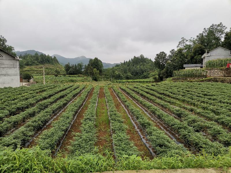 二荆条辣椒15~20厘米