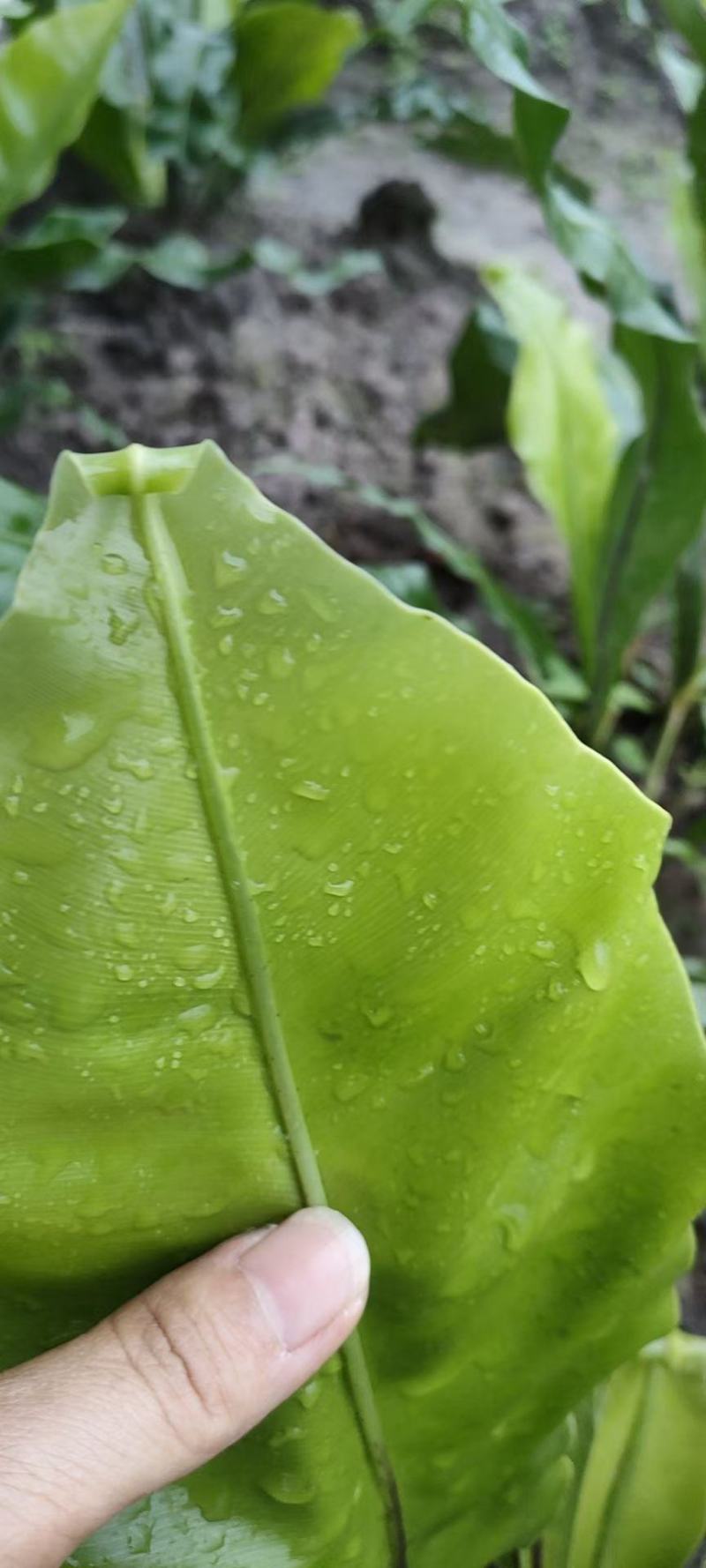 山苏菜，山野菜