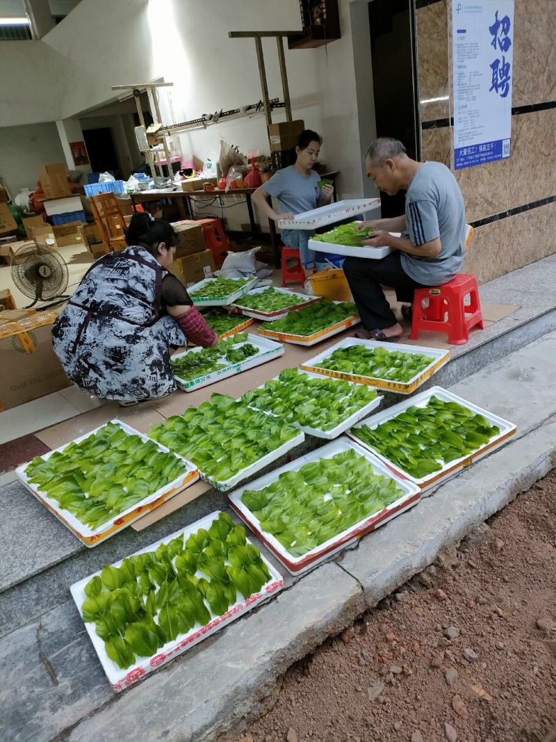 山苏菜，山野菜