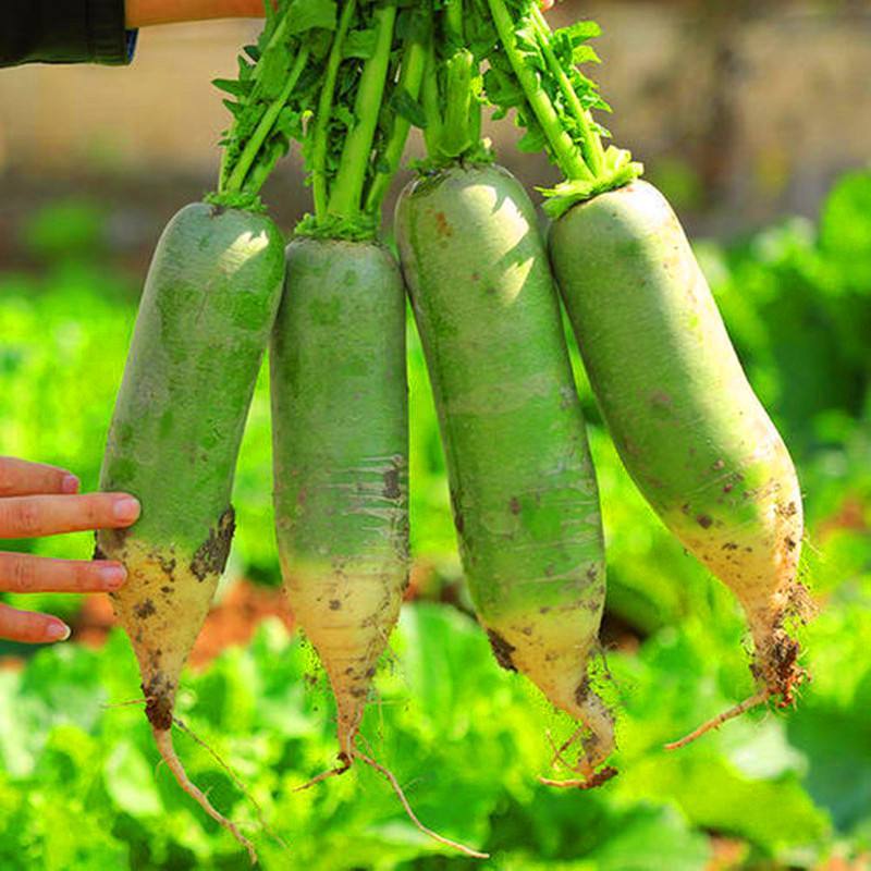 义和6号青萝卜种子优质高产耐旱耐涝农家夏秋播种精选