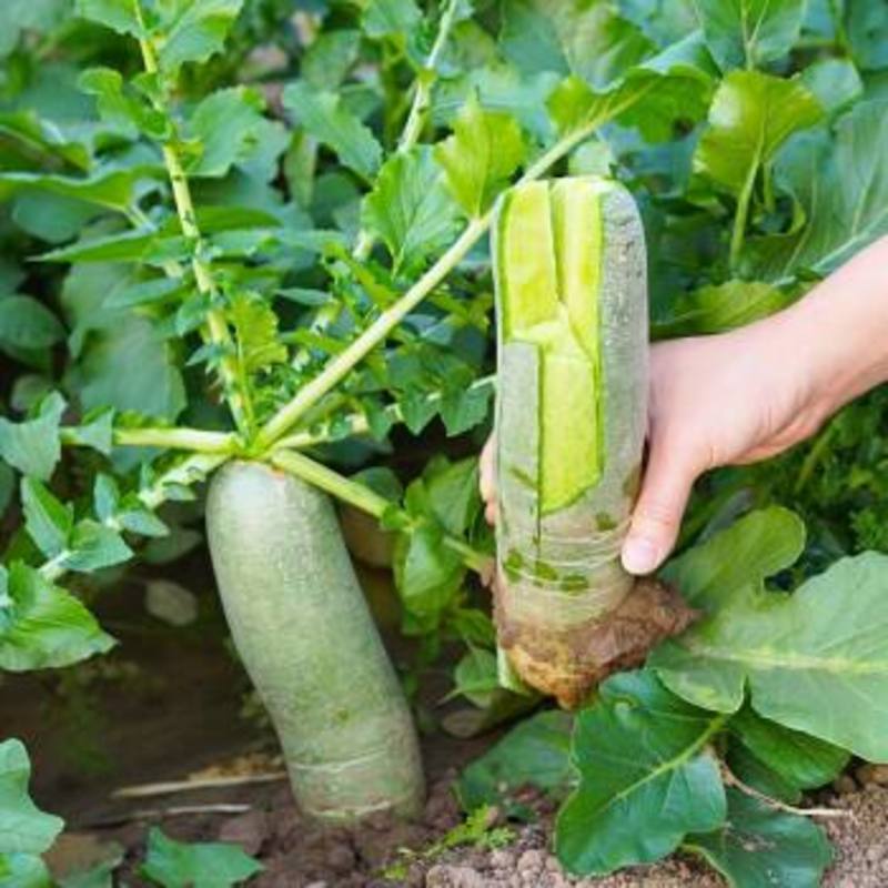 义和6号青萝卜种子优质高产耐旱耐涝农家夏秋播种精选