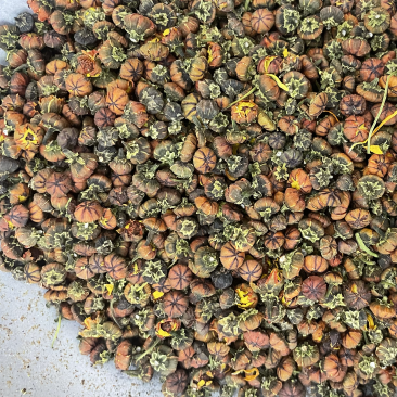 昆仑雪菊胎菊批发发货一手货源