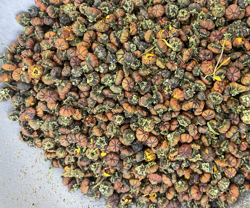 昆仑雪菊胎菊批发发货一手货源