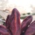 2022年新鲜回春草干货