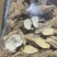 深山挖出来野生牛大力干片