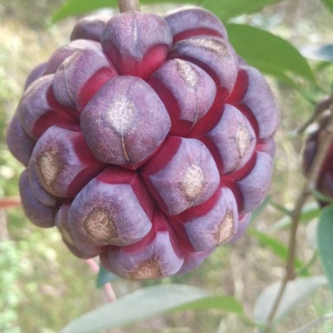 黑老虎