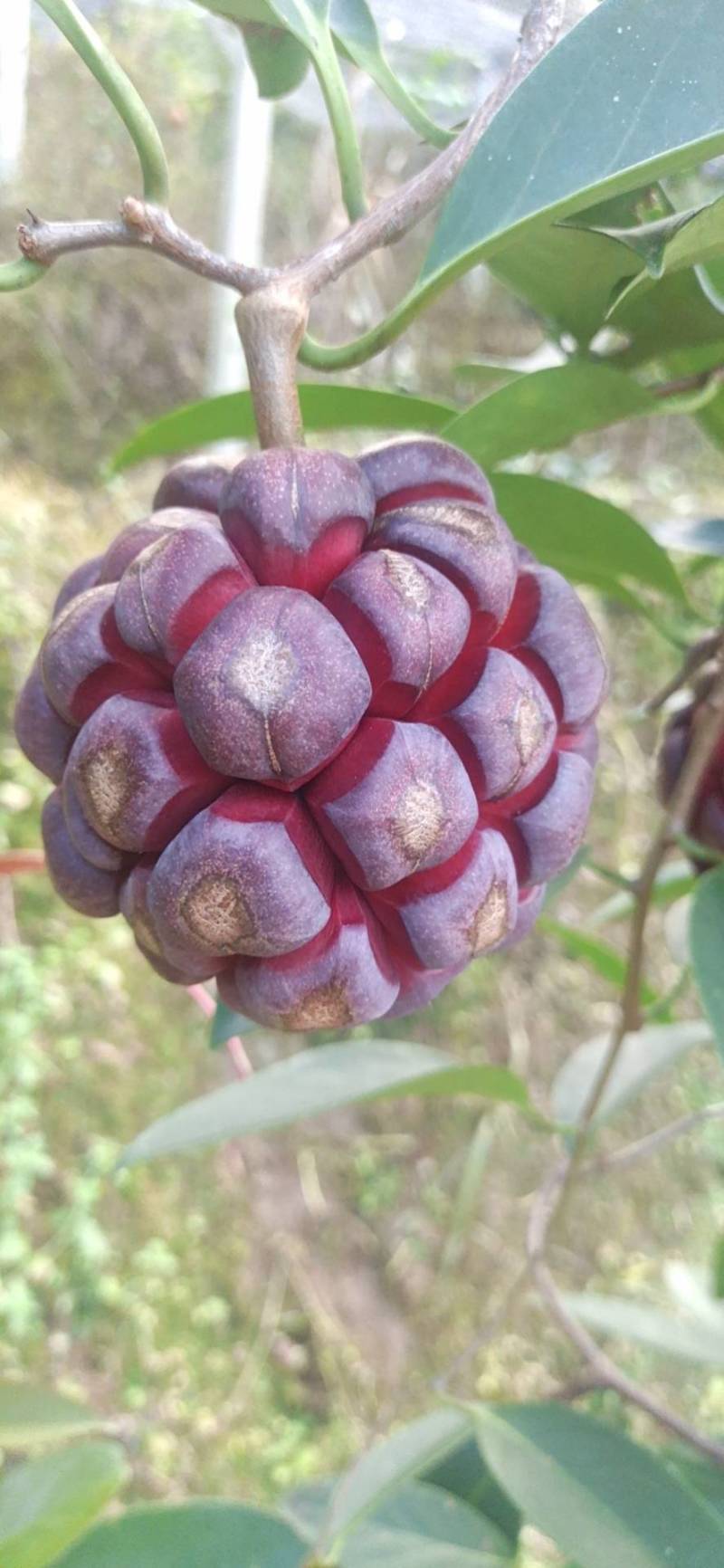 黑老虎