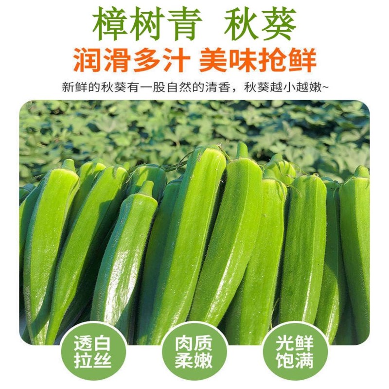 【新鲜秋葵】樟树青秋葵|精品水果秋葵|一手货源|产地直供
