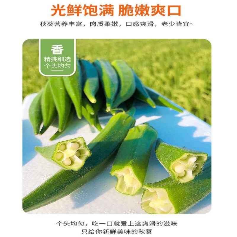 【新鲜秋葵】樟树青秋葵|精品水果秋葵|一手货源|产地直供