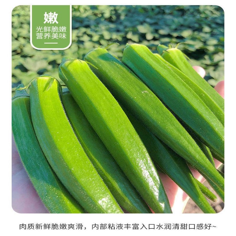 【新鲜秋葵】樟树青秋葵|精品水果秋葵|一手货源|产地直供