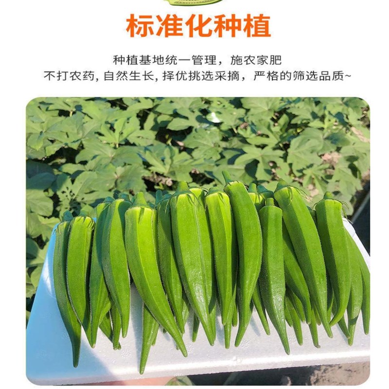 【新鲜秋葵】樟树青秋葵|精品水果秋葵|一手货源|产地直供
