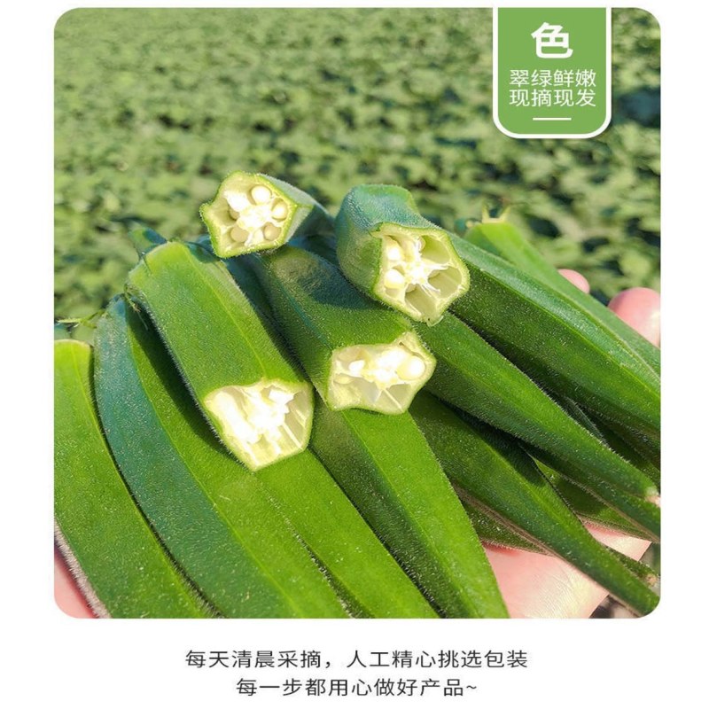 【新鲜秋葵】樟树青秋葵|精品水果秋葵|一手货源|产地直供