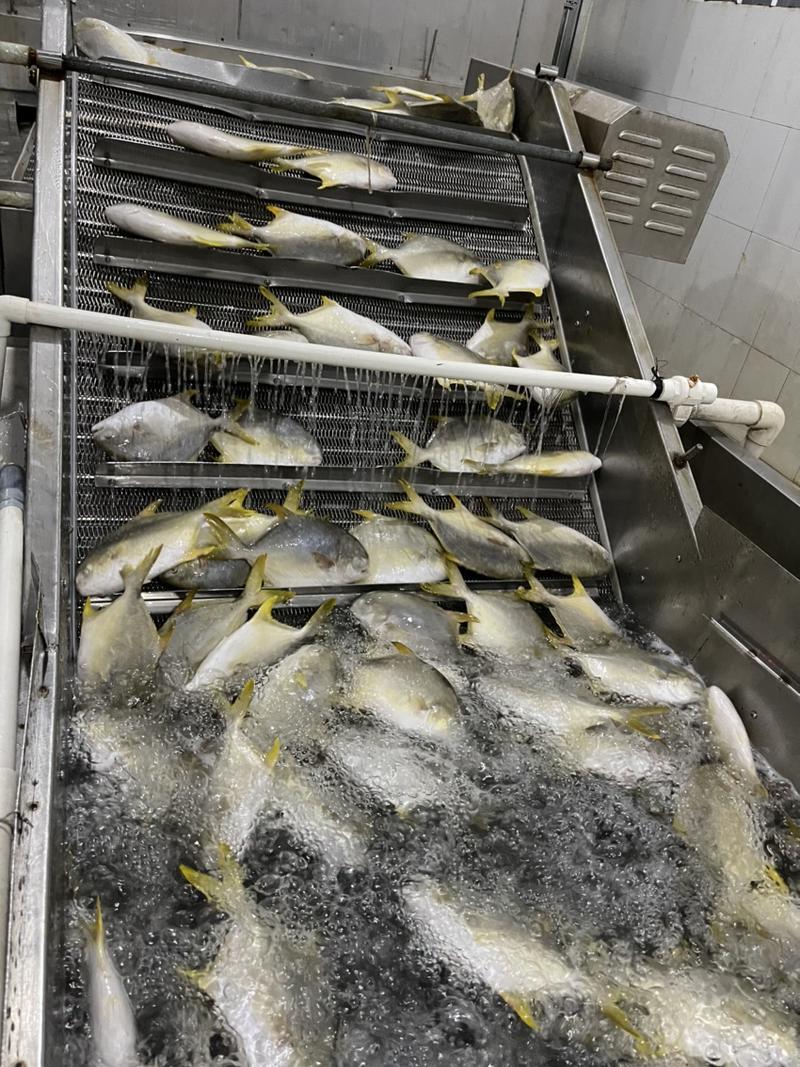 广西北海深海养殖金鲳鱼、货源地全规格批发价出售！