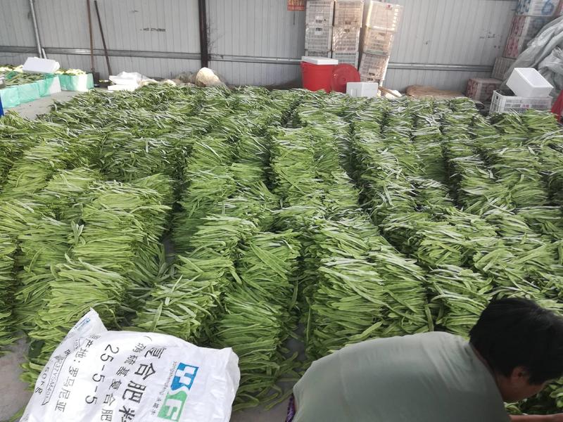 绿扁豆刀豆芸豆大量上市。产地直销。电商。社区团购。
