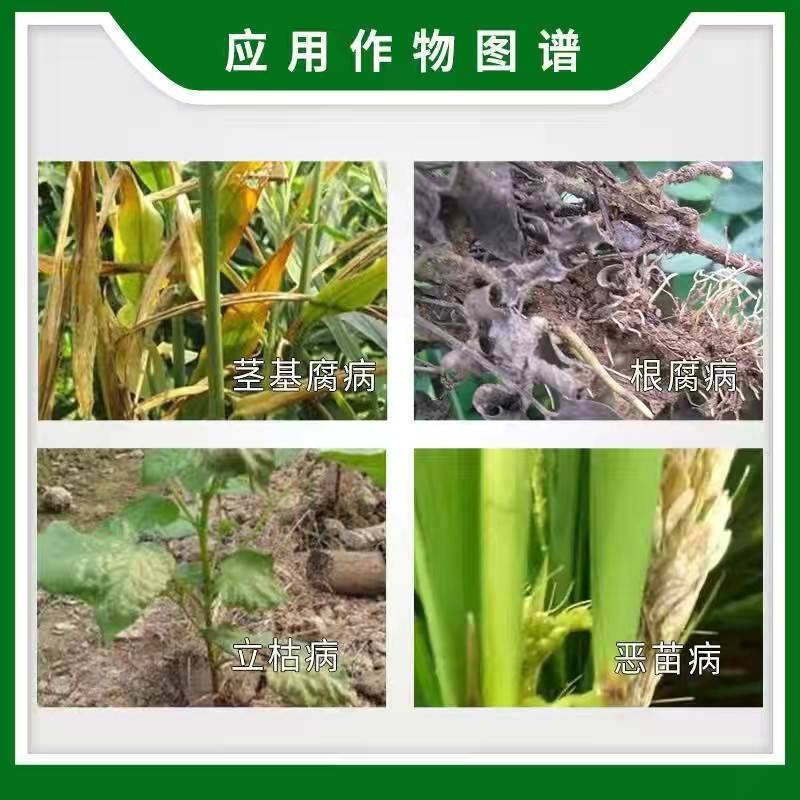 爱利思达顶苗新甲霜灵种菌唑根腐病立枯恶苗茎基腐病农药杀