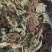 车前草，平车前，非人工种植货，各规格都有