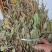 车前草，平车前，非人工种植货，各规格都有