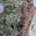 车前草，平车前，非人工种植货，各规格都有