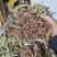 车前草，平车前，非人工种植货，各规格都有