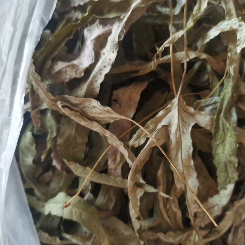 金鸡脚，鸡脚草，鸭婆脚，七星丹，纯野生，有带头和不带头