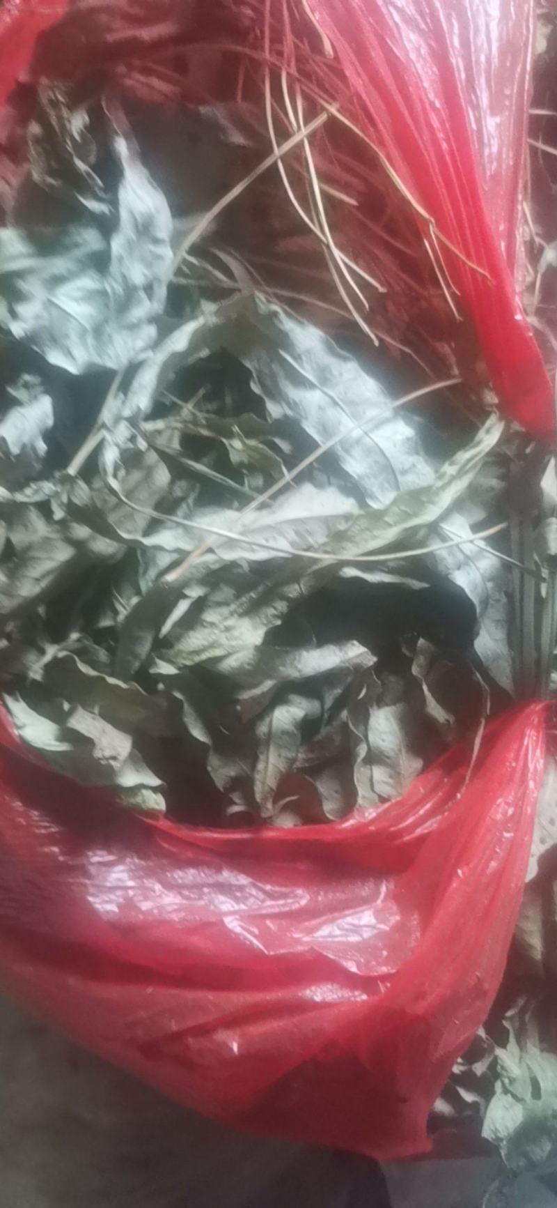 金鸡脚，鸡脚草，鸭婆脚，七星丹，纯野生，有带头和不带头