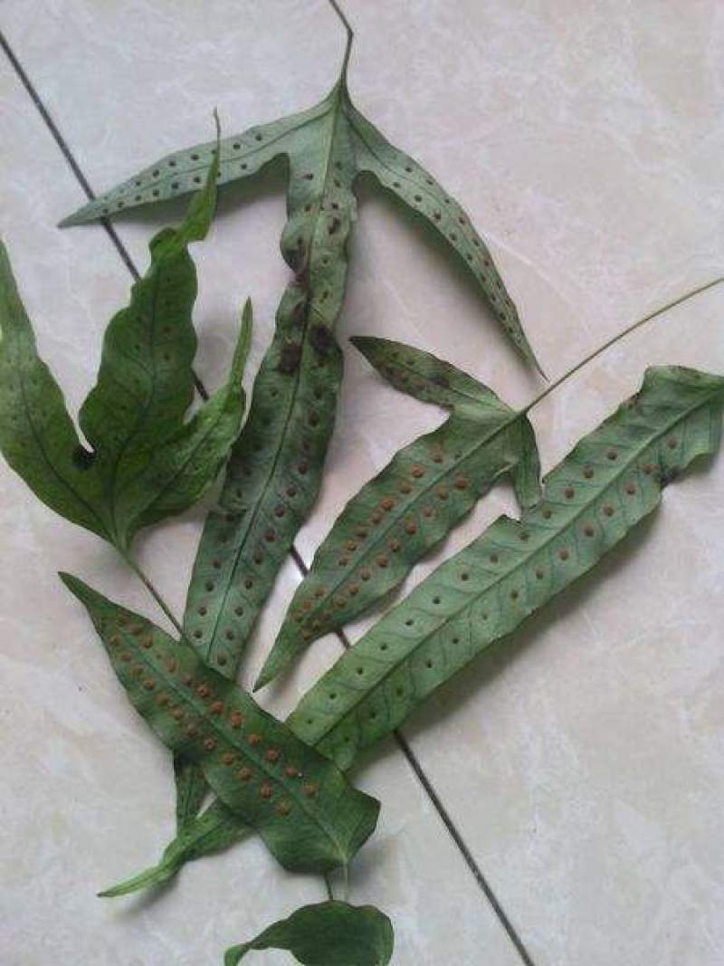 金鸡脚，鸡脚草，鸭婆脚，七星丹，纯野生，有带头和不带头