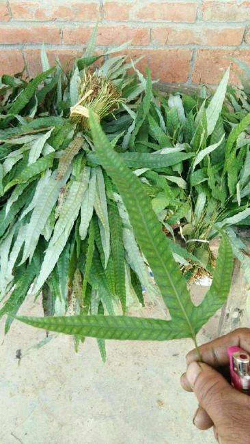 金鸡脚，鸡脚草，鸭婆脚，七星丹，纯野生，有带头和不带头