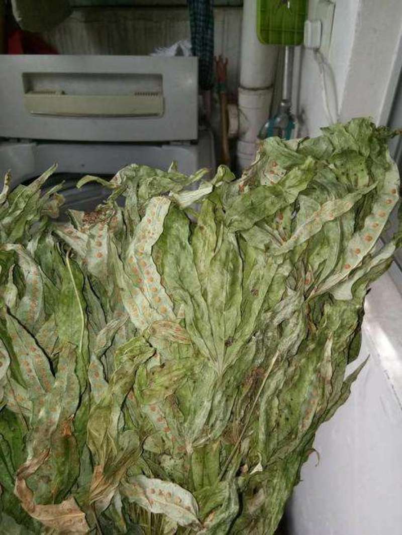 金鸡脚，鸡脚草，鸭婆脚，七星丹，纯野生，有带头和不带头