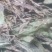 金鸡脚，鸡脚草，鸭婆脚，七星丹，纯野生，有带头和不带头