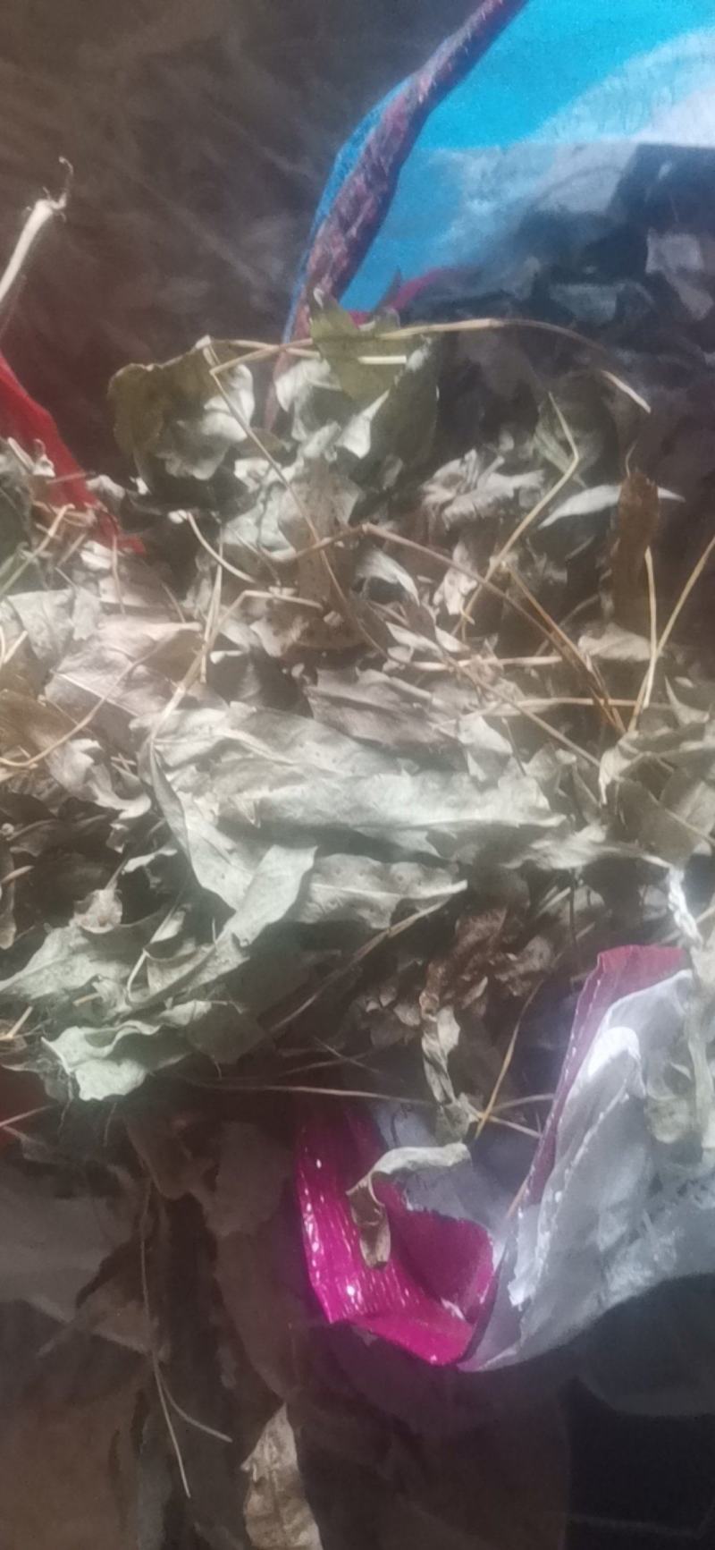 金鸡脚，鸡脚草，鸭婆脚，七星丹，纯野生，有带头和不带头