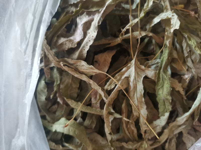 金鸡脚，鸡脚草，鸭婆脚，七星丹，纯野生，有带头和不带头
