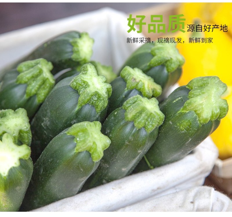【新鲜节瓜】樟树青节瓜|精品青节瓜|一手货源|产地直供