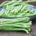 【新鲜豆角】樟树青豆角|精品豇豆|一手货源|产地直供