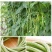 【新鲜豆角】樟树青豆角|精品豇豆|一手货源|产地直供